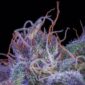 Strawberry Milk and Qookies Remix (SMQR) @lostcoastautos
