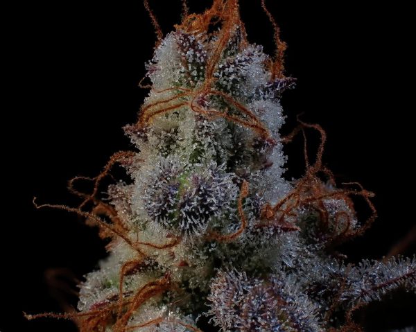 grape deebo 4 u:anthonyg45157 copy