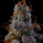 grape deebo 4 u:anthonyg45157 copy