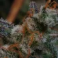 grape-deebo-v0-28mt5pdcntqe1.jpg