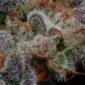 grape-deebo-v0-2wvyuvjcntqe1.jpg