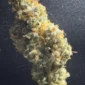 grape-deebo-v0-dq0m5nde785g1.jpg