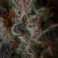 grape-deebo-v0-gaw4vomcntqe1.jpg