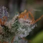 grape-deebo-v0-n0jtecfcntqe1.jpg