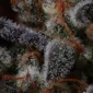 grape-deebo-v0-sylccgtcntqe1.jpg