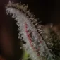 grape-deebo-v0-zvmnpiycntqe1.jpg