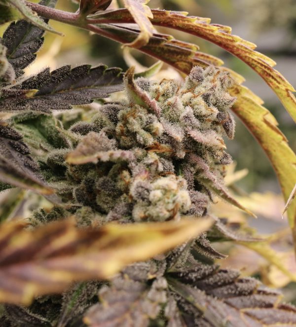 smqr21 @nightowlseeds