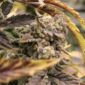 smqr21 @nightowlseeds