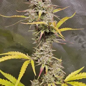 HighLux