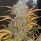 sourdelica 3 u:cyphe8500