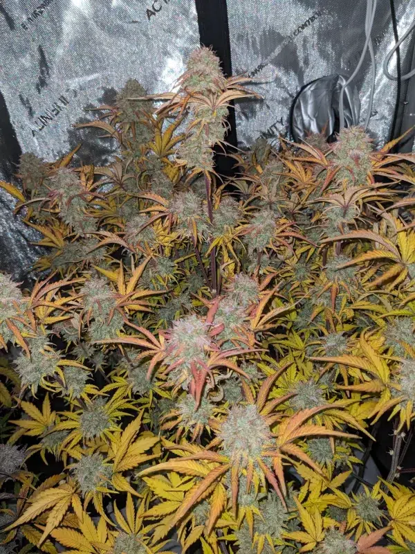 sourdelica u:cyphe8500 sourdelica u:cyphe8500
