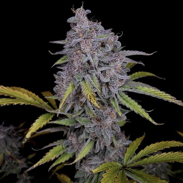 Purple Strawberry Popesicle
