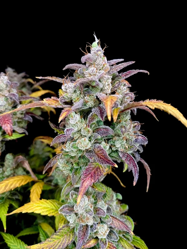 compton qoolaid grow_n_themitten compton qoolaid grow_n_themitten