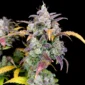compton qoolaid grow_n_themitten