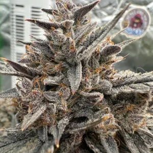 Midnight Marathon F4 (Marathon OG Auto F4 *Purple Pheno*)