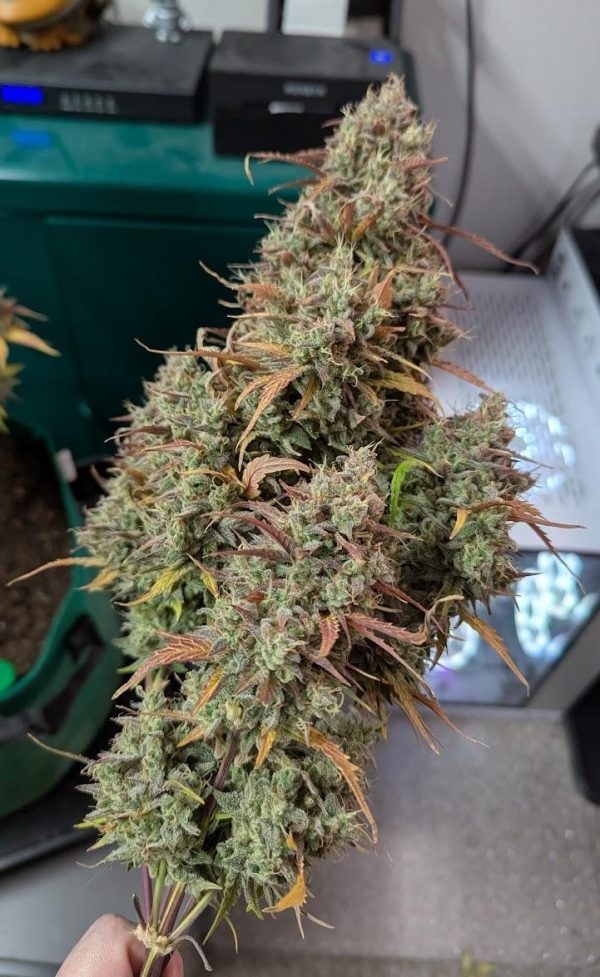 compound by dwotTV compound by dwotTV