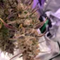 electric 4 u:SnooPeppers7514