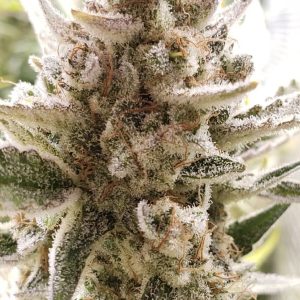 Microverse Morsels V2