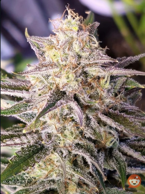 Microverse Morsels V2 @seedslocker Microverse Morsels V2 @seedslocker