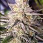 Microverse Morsels V2 @seedslocker
