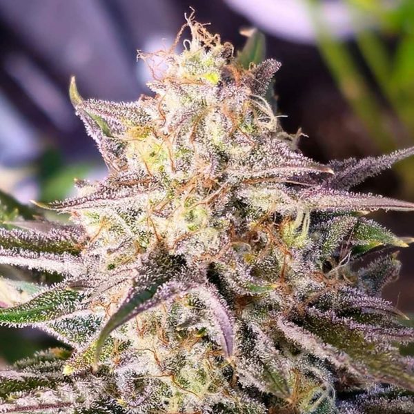 Microverse Morsels V2 by u:seedslocker Microverse Morsels V2 by u:seedslocker