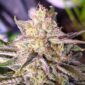 Microverse Morsels V2 by u:seedslocker