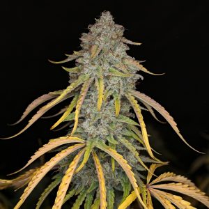 Whistlin' Diesel F5
