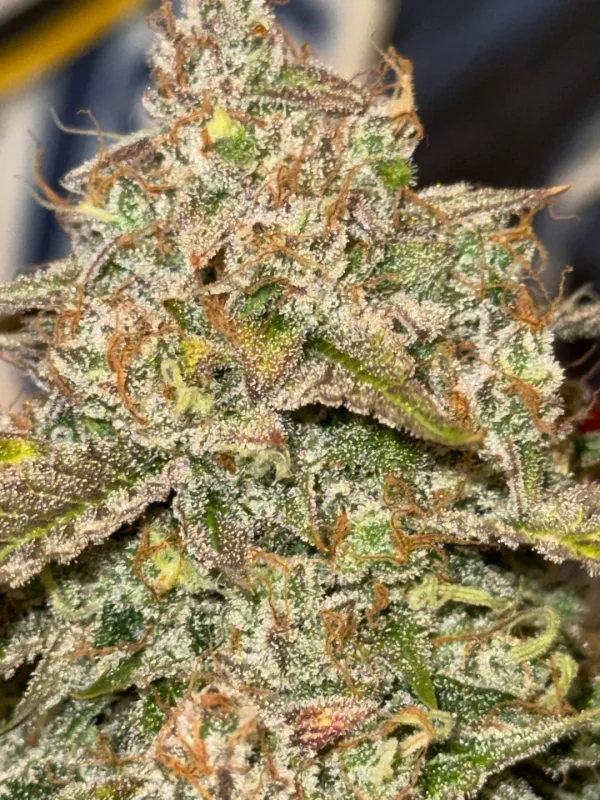 91 berries u:anonymoustheRabbit 91 berries u:anonymoustheRabbit