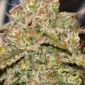 91 berries u:anonymoustheRabbit