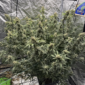 Crinkled Cookies 2 u:skeezerdog