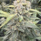 Crinkled Cookies 3 u:skeezerdog