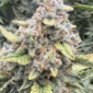 Crinkled Cookies 4 u:skeezerdog