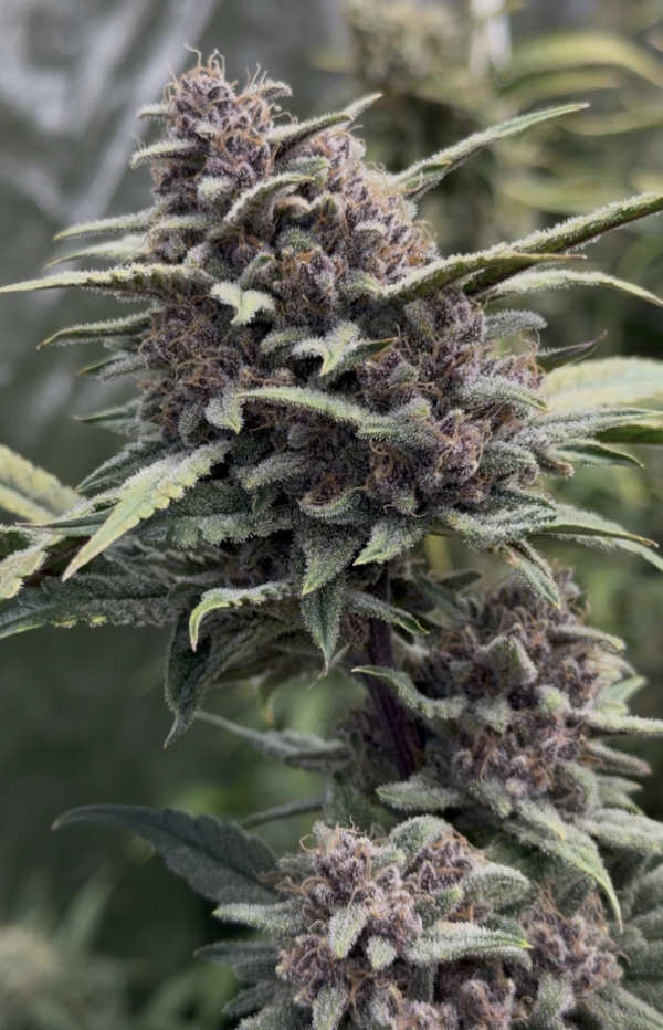 Crinkled Cookies u:Independent-Pear-424