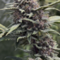 Crinkled Cookies u:Independent-Pear-424