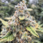 Crinkled Cookies u:skeezerdog