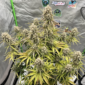 mulberry f3 u:redskin-55