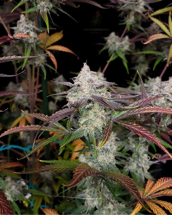 CPT OG 10 @therealmr.flogrown420 CPT OG 10 @therealmr.flogrown420