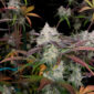 CPT OG 10 @therealmr.flogrown420