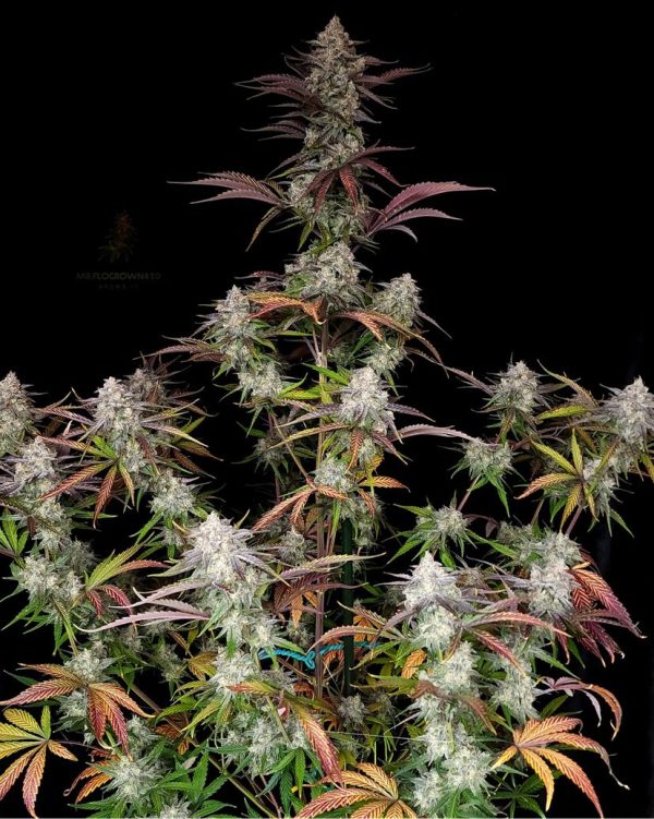 CPT OG 2 @therealmr.flogrown420 CPT OG 2 @therealmr.flogrown420