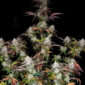 CPT OG 2 @therealmr.flogrown420