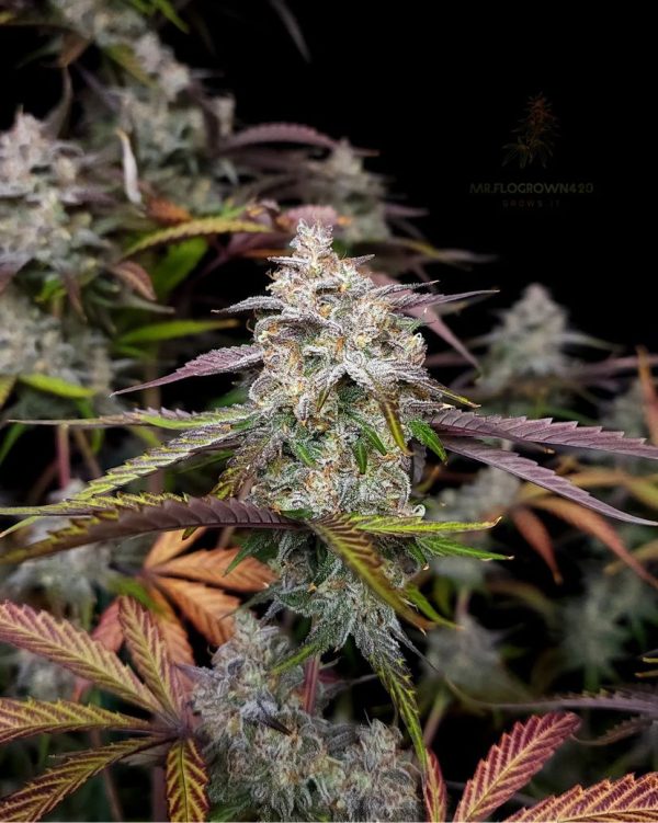 CPT OG 3 @therealmr.flogrown420 CPT OG 3 @therealmr.flogrown420