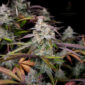 CPT OG 3 @therealmr.flogrown420