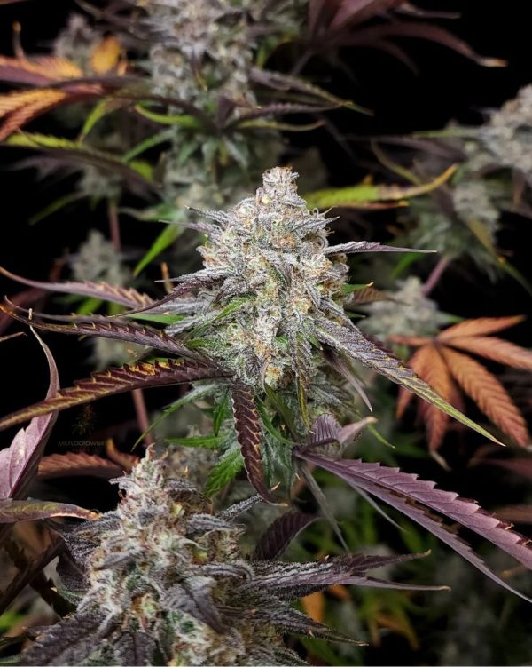 CPT OG 4 @therealmr.flogrown420 CPT OG 4 @therealmr.flogrown420