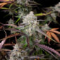 CPT OG 4 @therealmr.flogrown420