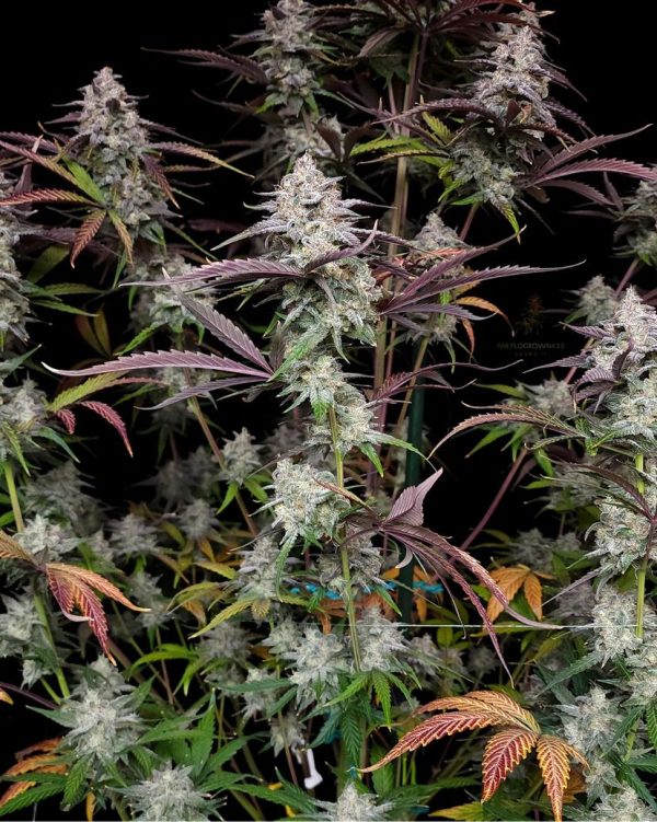 CPT OG 5 @therealmr.flogrown420 CPT OG 5 @therealmr.flogrown420