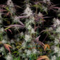 CPT OG 5 @therealmr.flogrown420