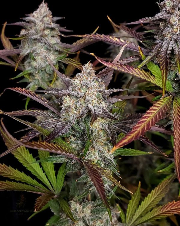 CPT OG 6 @therealmr.flogrown420 CPT OG 6 @therealmr.flogrown420
