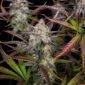 CPT OG 6 @therealmr.flogrown420