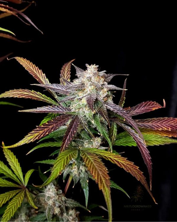 CPT OG 9 @therealmr.flogrown420 CPT OG 9 @therealmr.flogrown420