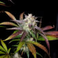 CPT OG 9 @therealmr.flogrown420